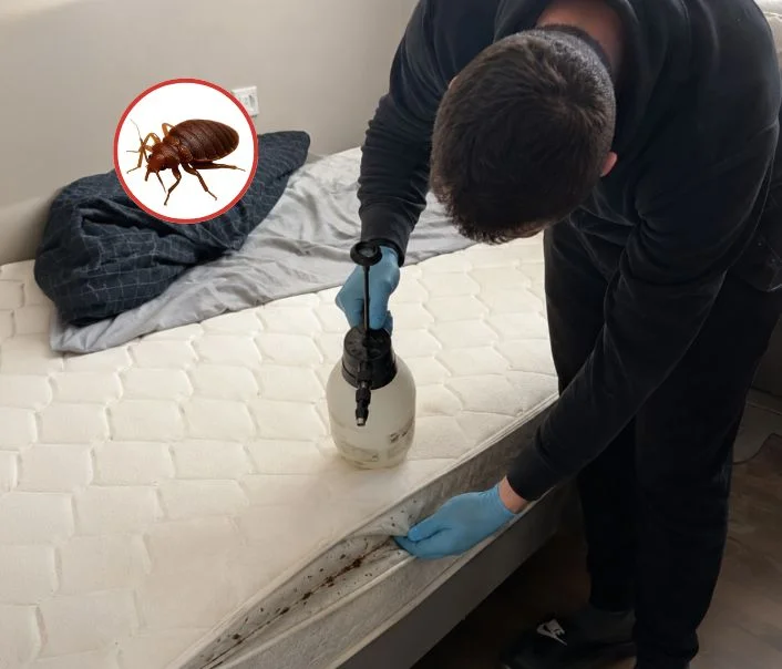 Technicien traitant un matelas contre les punaises de lit à Chalou-Moulineux